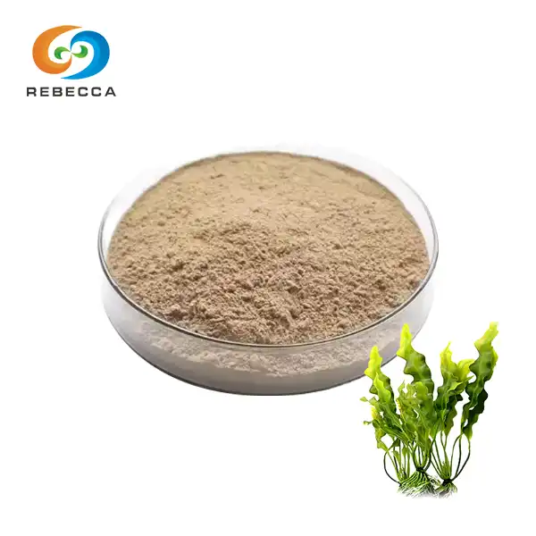 Laminaria Japonica Powder